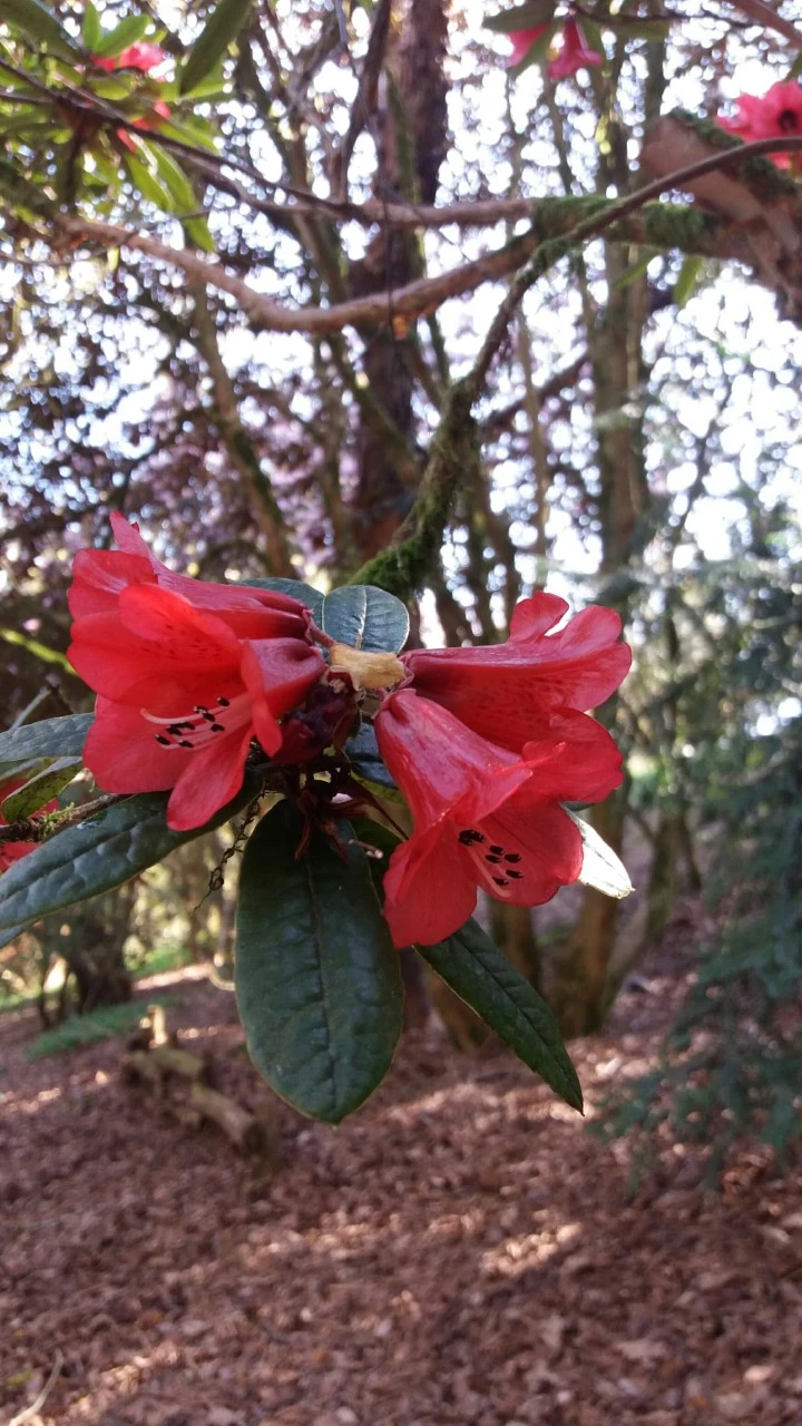 R. floccigerum
